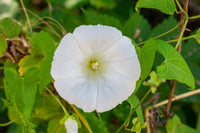 Ornamental Fragrant Moonflower Bush growing with lush green foliage.