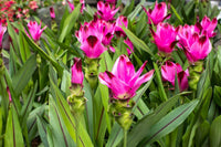 Pink Turmeric Flower seeds for Planting - Pollinator Friendly, Heirloom & GMO Free Seeds for Home Garden