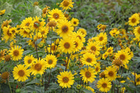 Yellow Mini Sunflower Seeds for Planting, Heirloom Non-GMO, High Germination Organic Garden Seeds