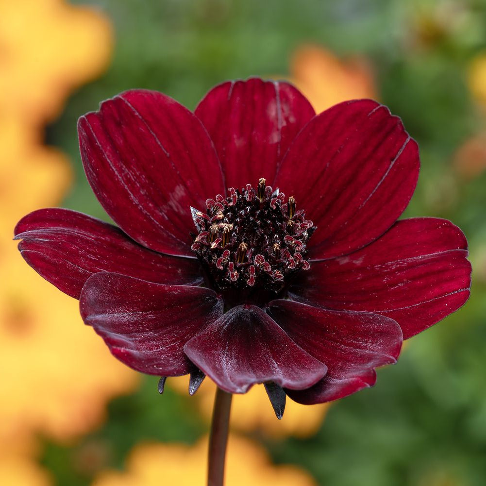 Cosmos Atrosanguineus flower seeds for planting with velvet maroon blooms.