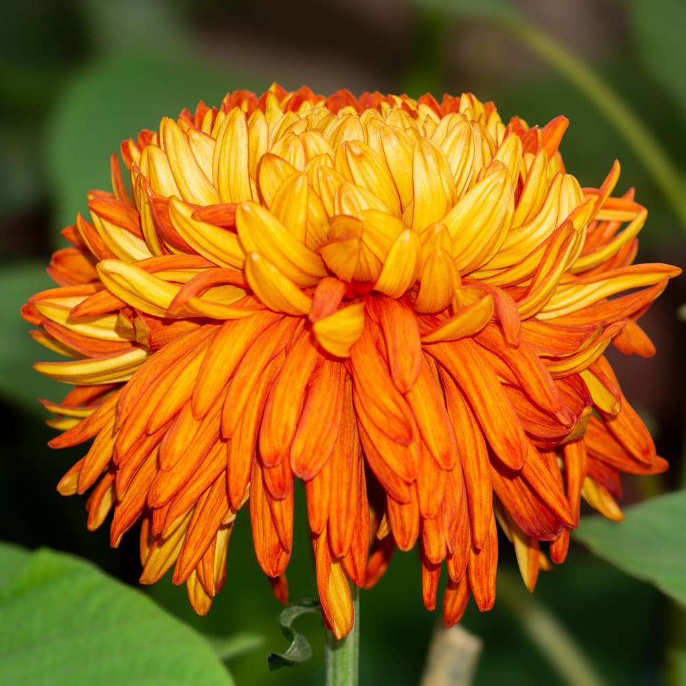 Chrysanthemum Flower Seeds Orange