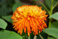 Chrysanthemum Flower seeds for Planting Drought Tolerant Heirloom & GMO Free Seeds for Home Garden 
 
 Sale