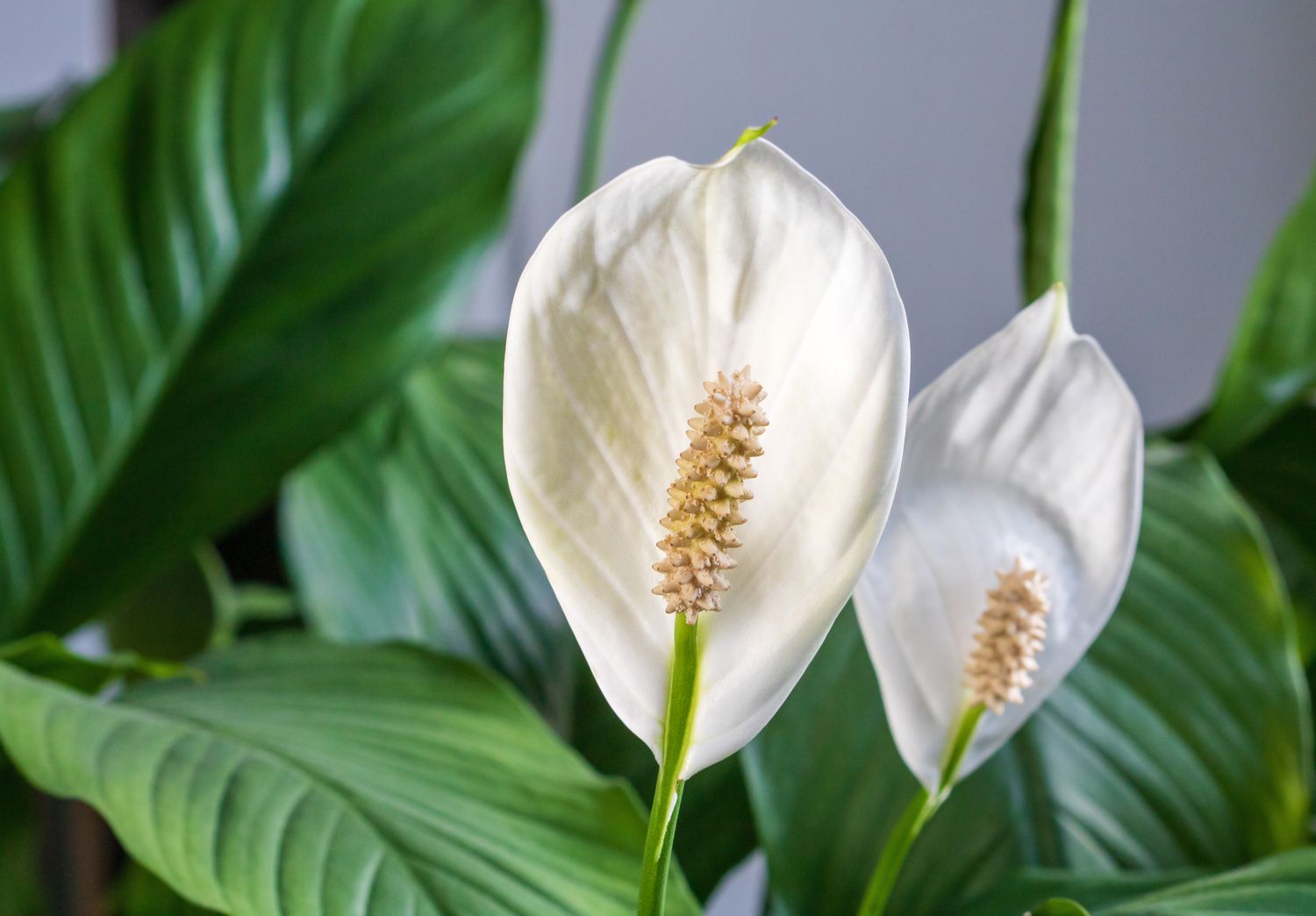 Peace Lily with glossy green leaves and elegant blooms