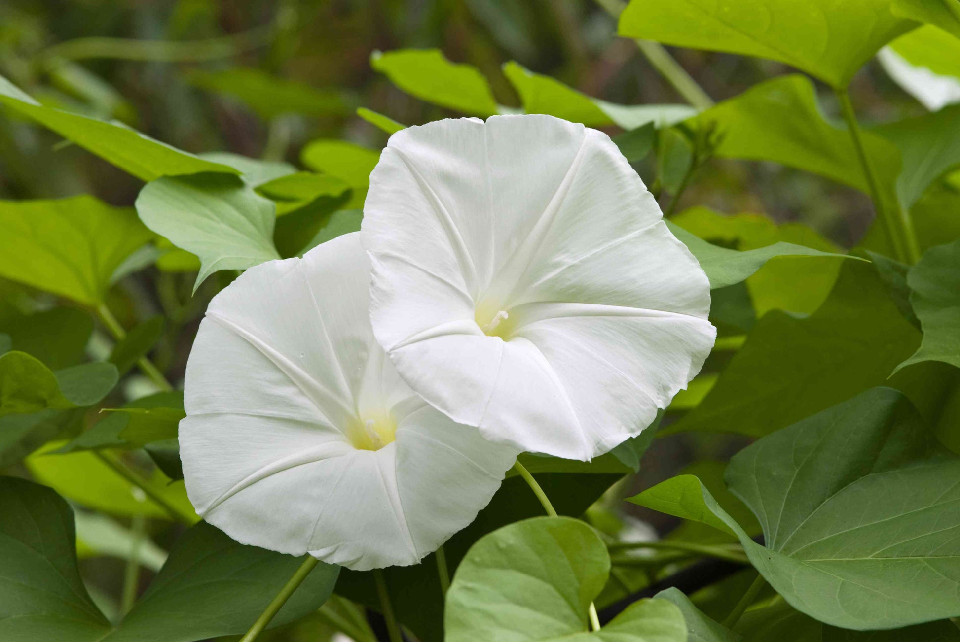 Moonflower Bush displaying elegant white flowers in a garden.