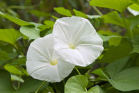 Moonflower Bush displaying elegant white flowers in a garden.