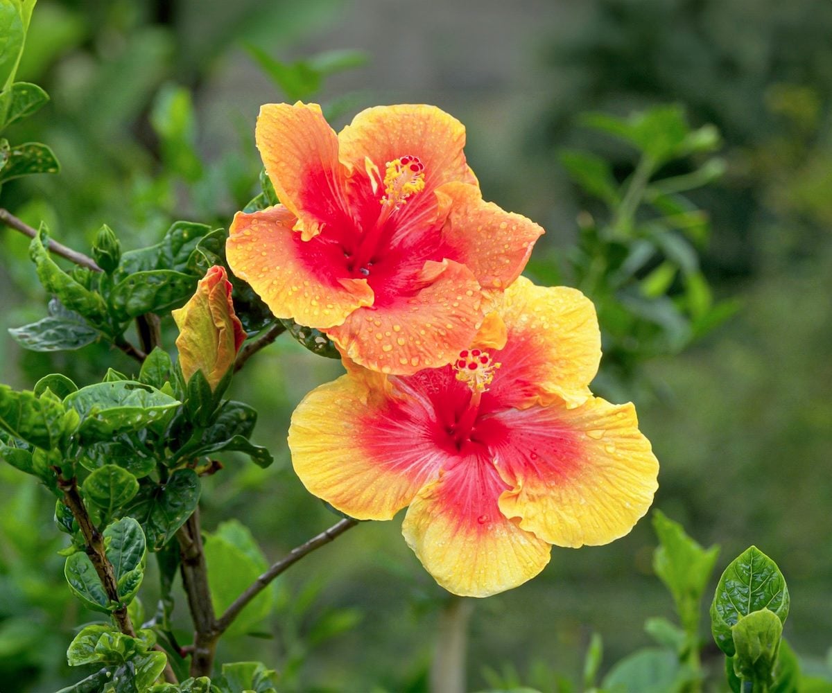 Hibiscus Flower seeds for Planting Compact Growth Heirloom & GMO Free Seeds for Home Garden