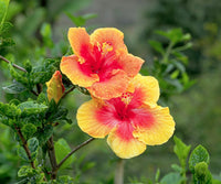 Hibiscus Flower seeds for Planting Compact Growth Heirloom & GMO Free Seeds for Home Garden