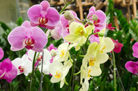 Mixed Phalaenopsis Flower Seeds for Planting - Exotic and Colorful Orchid Varieties for Your Garden