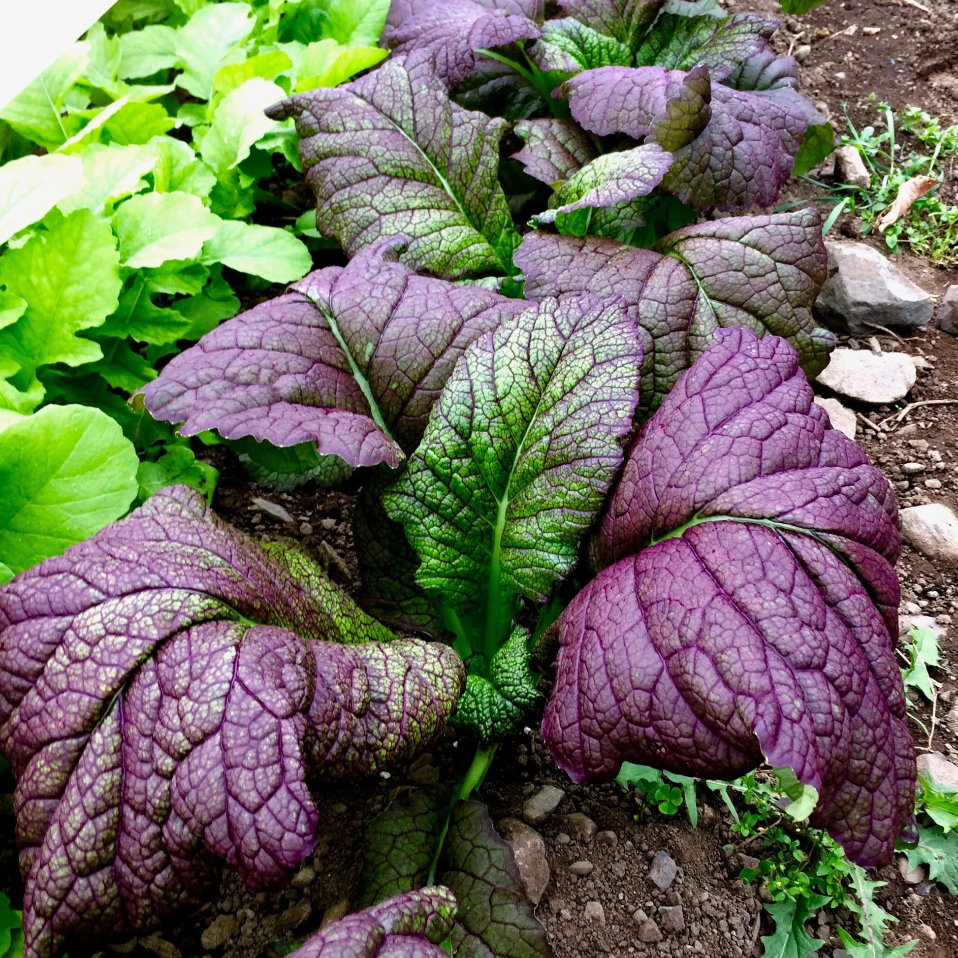 Red Giant Mustard Seeds for Planting – Heirloom Mustard Greens Vegetable Seeds