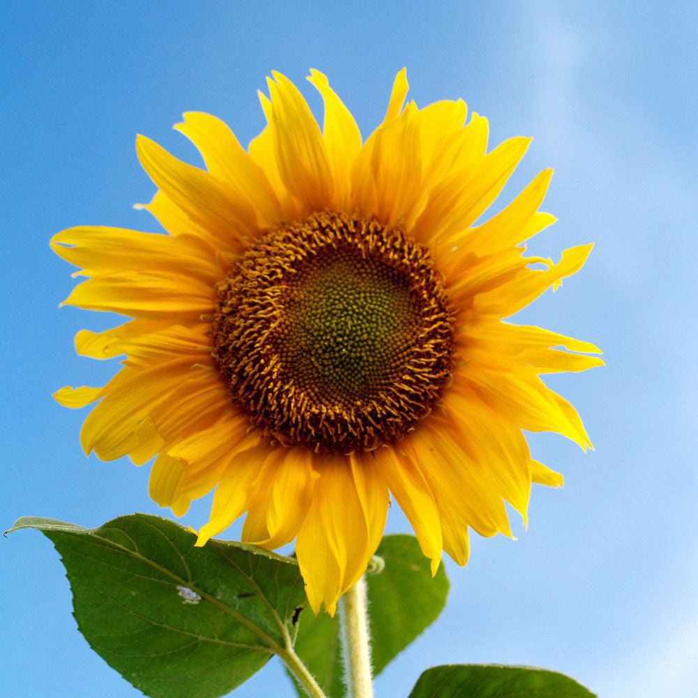 Gray Mongolian SunFlower seeds for Planting Easy to Grow Heirloom & GMO Free Seeds for Home Garden
 
 Sale