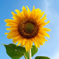 Gray Mongolian SunFlower seeds for Planting Easy to Grow Heirloom & GMO Free Seeds for Home Garden
 
 Sale