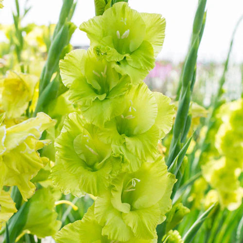 Light Green Gladiolus Flower Seeds for Planting Premium Quality Heirloom & GMO Free Seeds for Home Garden
 
 Sale