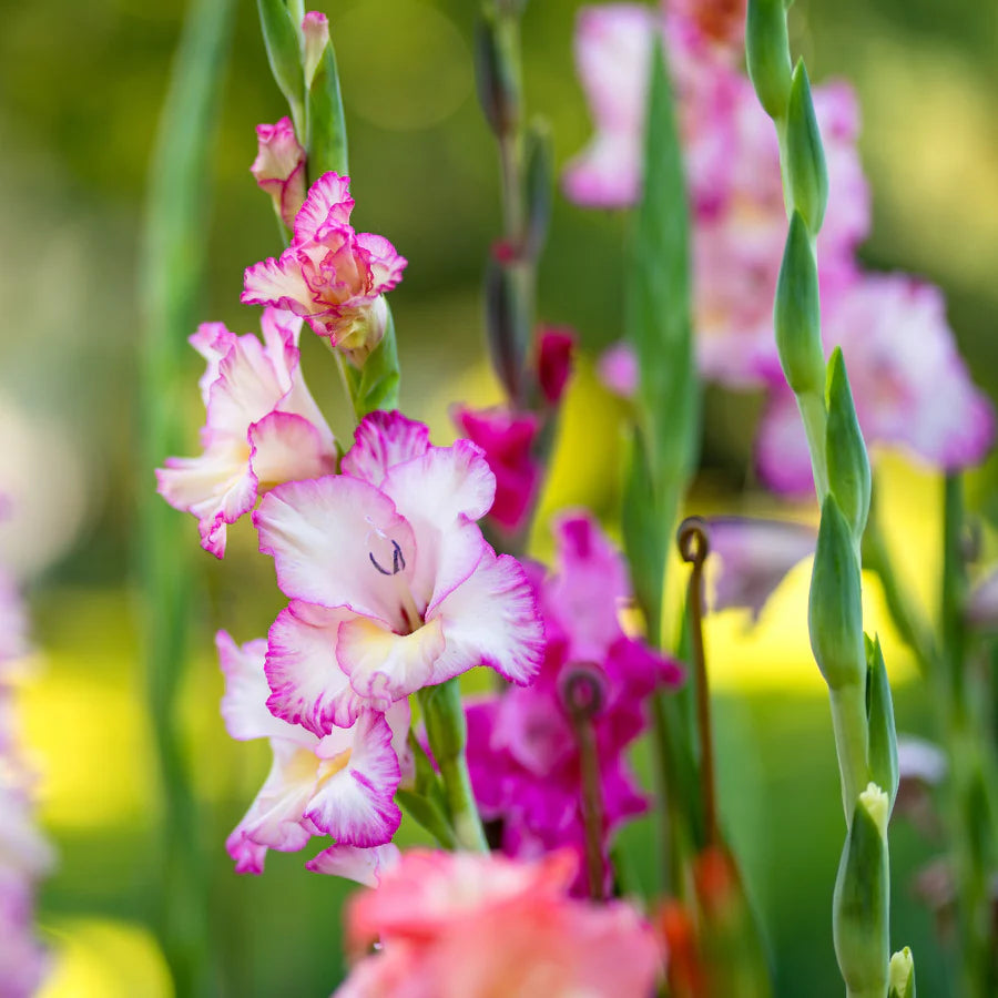White Pink Perennial Gladiolus Flower seeds for Planting - Low Maintenance, Heirloom & GMO Free Seeds for Home Garden