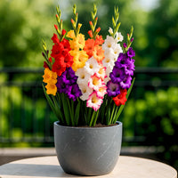 Gladiolus Flower seeds for Planting Drought Tolerant Heirloom & GMO Free Seeds for Home Garden 
 
 Sale