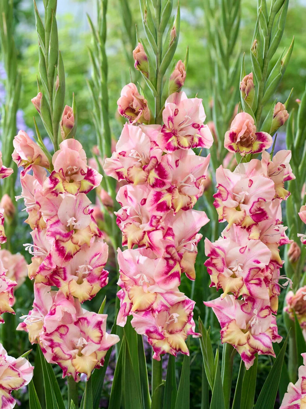 Gladiolus bulbs prepared for garden planting