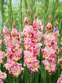 Gladiolus flowers with sword-shaped green foliage