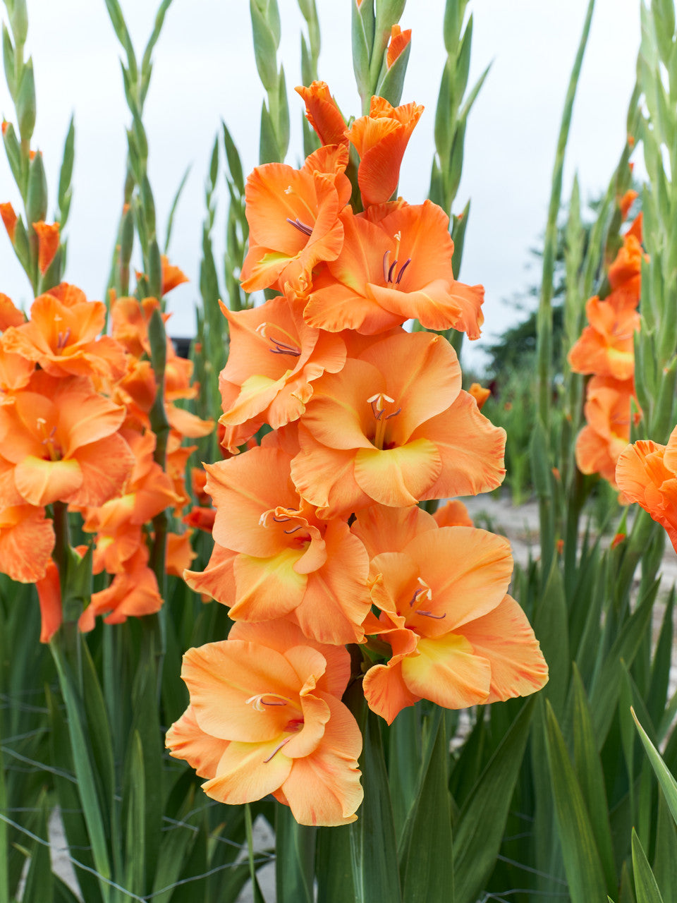 Orange Yellow Gladiolus Seeds for Planting  Vibrant Garden Blooms