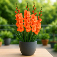 Gladiolus Flower seeds for Planting Pollinator Friendly Heirloom & GMO Free Seeds for Home Garden