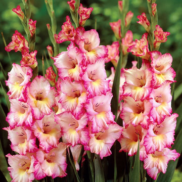 Cream Pink Gladiolus Flower Seeds for Planting Fragrant Blossoms Heirloom & GMO Free Seeds for Home Garden
 
 Sale