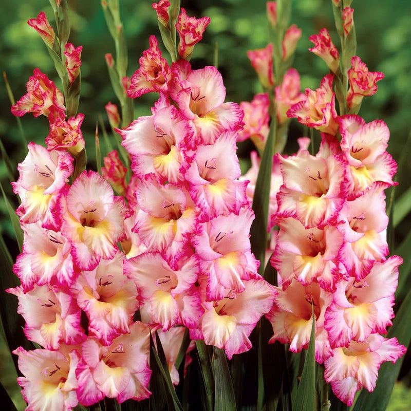 Cream Pink Gladiolus Flower Seeds for Planting Fragrant Blossoms Heirloom & GMO Free Seeds for Home Garden
 
 Sale