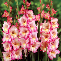 White Pink Perennial Gladiolus Flower seeds for Planting - Low Maintenance, Heirloom & GMO Free Seeds for Home Garden