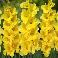 YellowPerennial Gladiolus Flower seeds for Planting - Pollinator Friendly, Heirloom & GMO Free Seeds for Home Garden