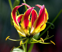 Yellow Red Gloriosa Superba Flower Planting Seeds