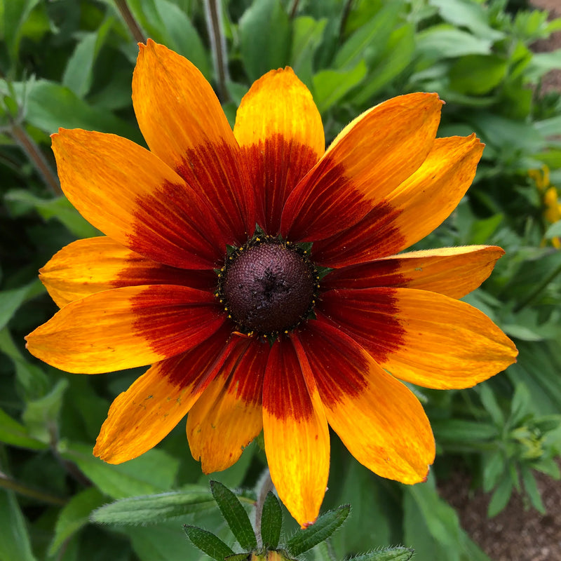 Gloriosa Daisy Seeds for Bright, Bold Daisy Blooms