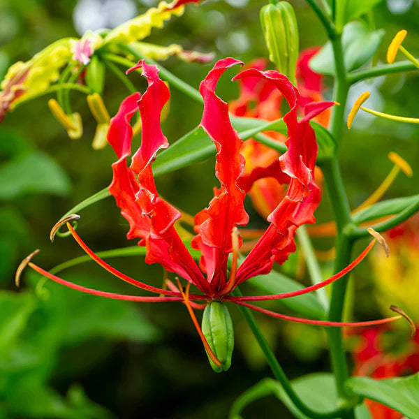 Gloriosa Lily Gloriosa superba Plant Seeds for Planting for Flower Bed