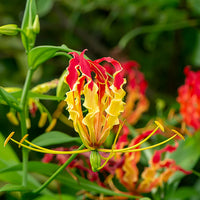 Red Yellow Gloriosa Rothschildiana Flower Seeds