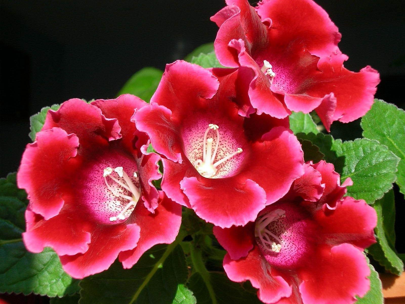 Red Gloxinia Flower Seeds Colorful Display Heirloom & GMO Free Seeds for Home Garden
 
 Sale