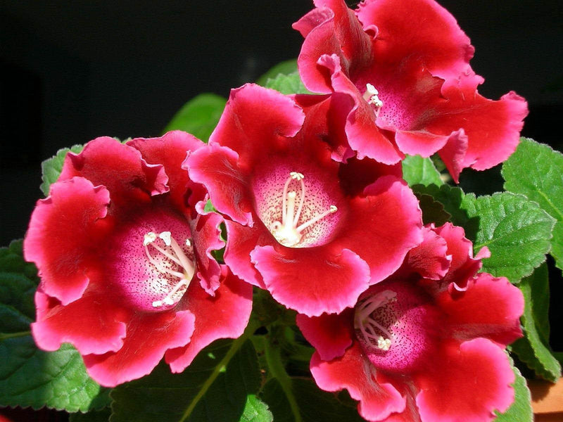 Red Gloxinia Flower Seeds Colorful Display Heirloom & GMO Free Seeds for Home Garden
 
 Sale