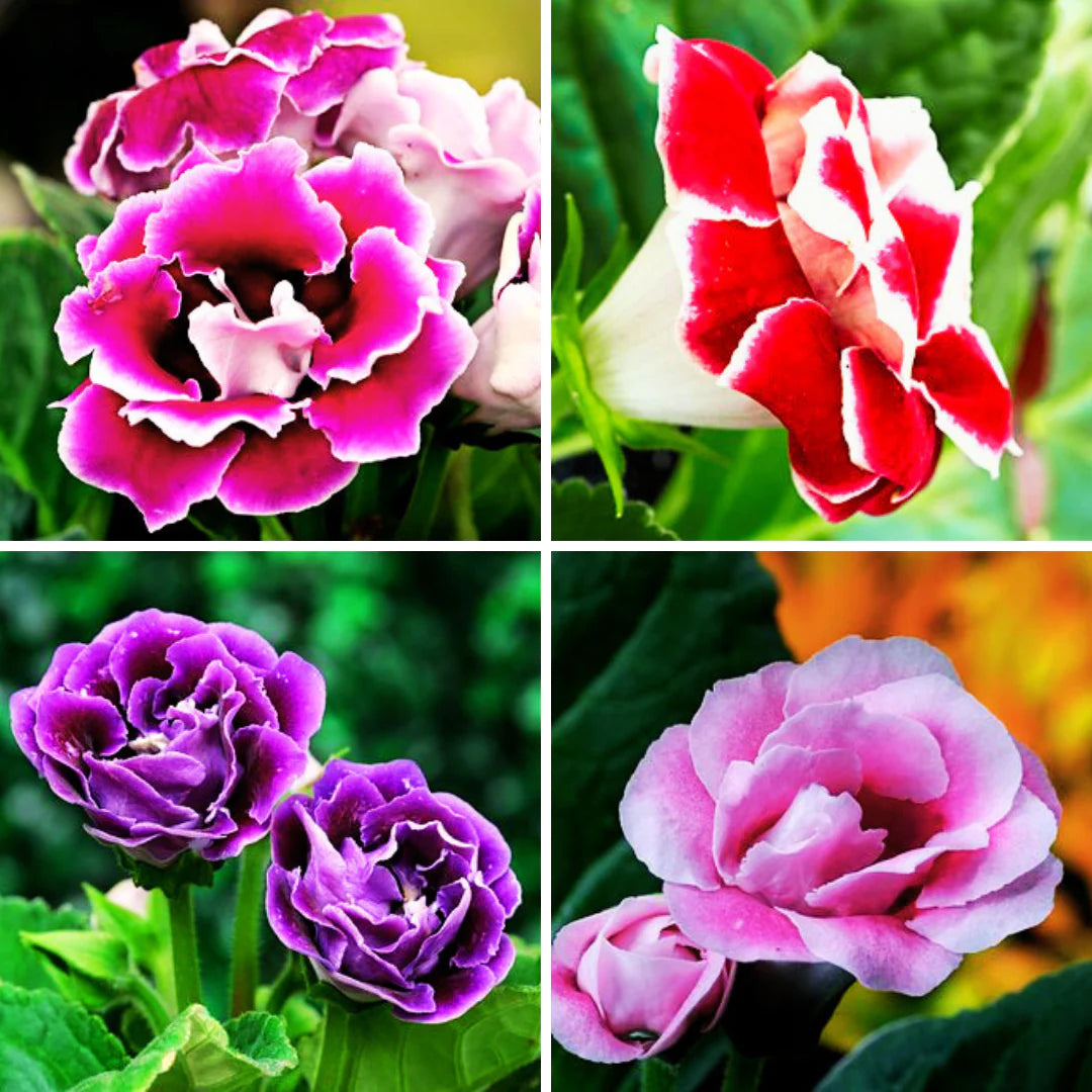 Gloxinia Flower seeds for Planting Perfect for Borders Heirloom & GMO Free Seeds for Home Garden