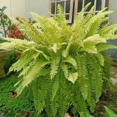 100 Pcs