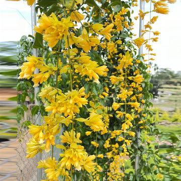 Cascade Flower seeds for Planting Compact Growth Heirloom & GMO Free Seeds for Home Garden 
 
 Sale