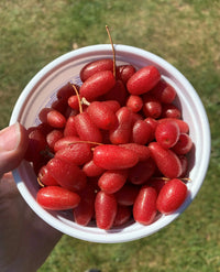 Goumi Fruit (Elaeagnus multiflora) Seeds for Home Gardens and Landscape Planting