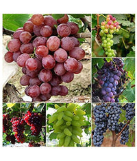 Assorted grape varieties growing as fruit vines in an outdoor landscape.

