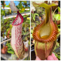 Nepenthes carnivorous plant seeds for ornamental plant collections and indoor growing.