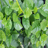 Basella Alba vegetable vine with lush green leaves suitable for containers and raised beds.