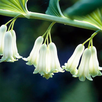 Ornamental Green Solomon Seal foliage plant