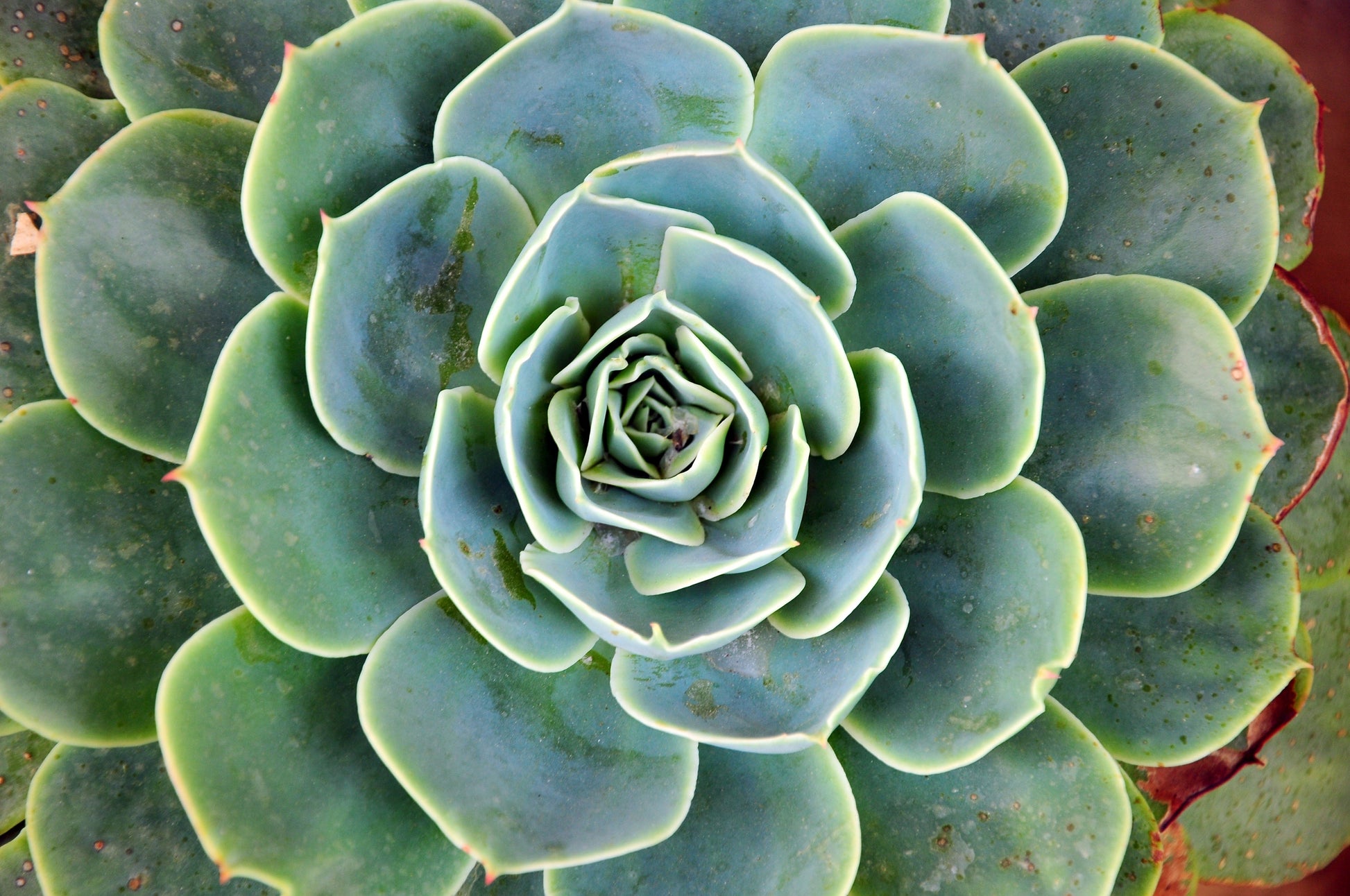 Green Succulent Flower Seeds for Planting – Shade Tolerant Heirloom & NonGMO Seeds for Home Garden
 
 Sale