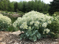 Sea Kale seeds for planting in home gardens and raised beds.