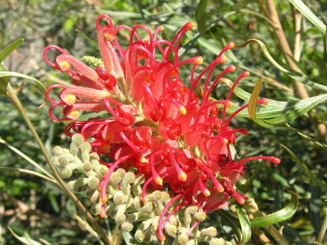 Red Grevillea Robusta Flower seeds for Planting Cut Flower Favorite Heirloom & GMO Free Seeds for Home Garden