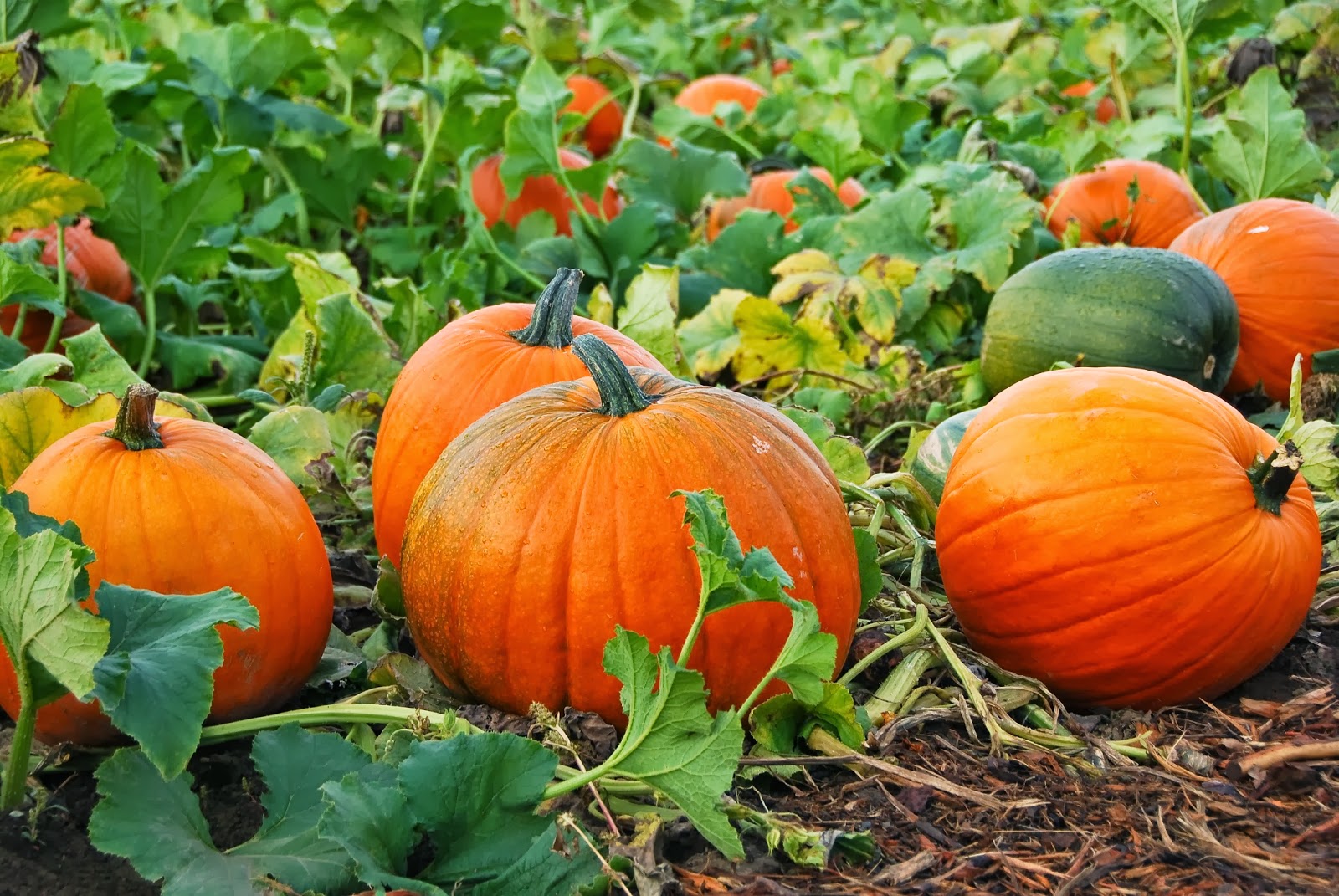 Pumpkin seed collection featuring Jack Be Little and Jack O'Lantern varieties for home gardens.