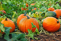 Pumpkin seed collection featuring Jack Be Little and Jack O'Lantern varieties for home gardens.