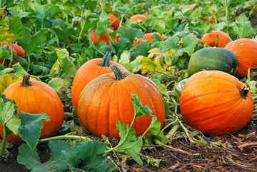 Pumpkin seed collection featuring Jack Be Little and Jack O'Lantern varieties for home gardens.