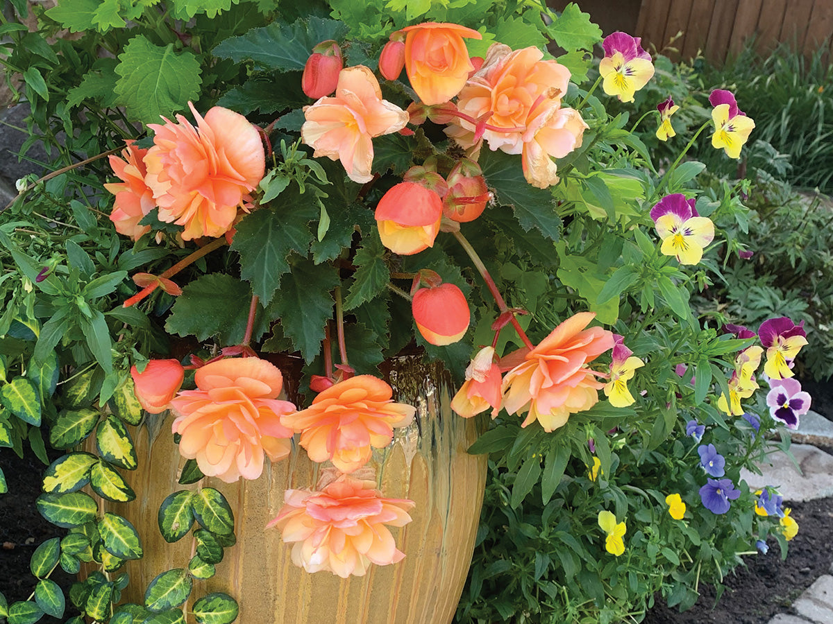 Mixed Begonia Semperflorens Flower Seeds