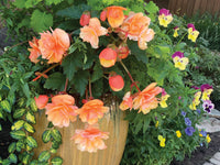 Mixed Begonia Semperflorens Flower Seeds