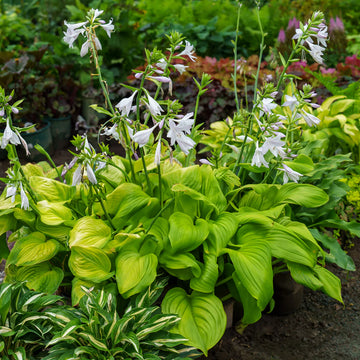 Hosta Flower seeds for Planting Colorful Display Heirloom & GMO Free Seeds for Home Garden