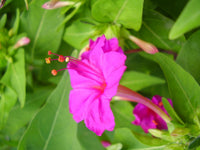 Mirabilis Jalapa Flower seeds for Planting Garden Favorite Heirloom & GMO Free Seeds for Home Garden